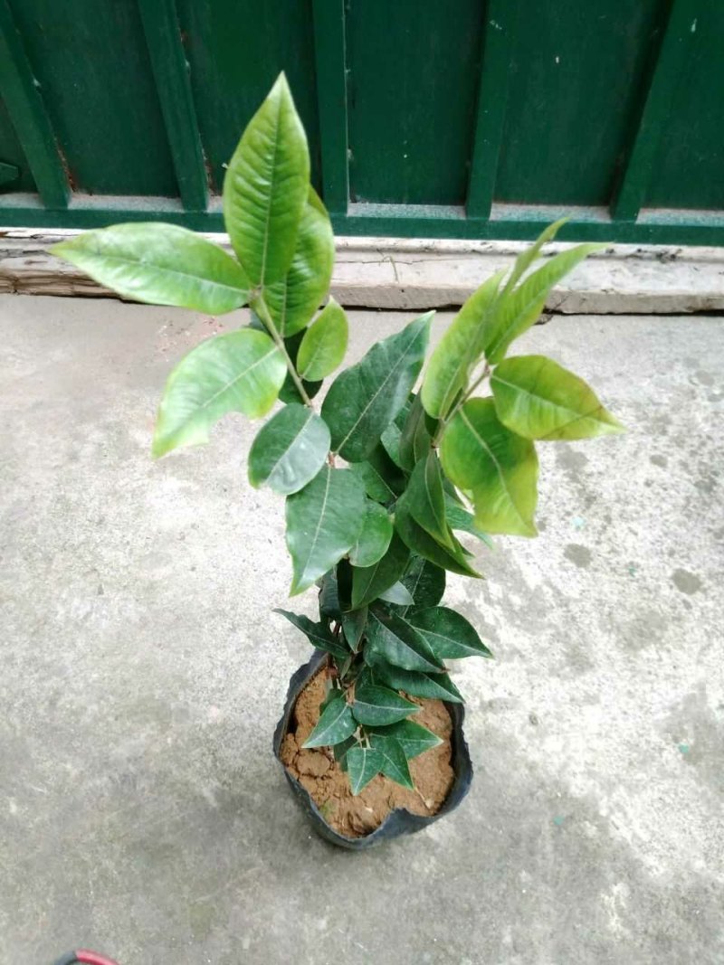台湾引进艾斯卡嫁接树葡萄苗嘉宝果苗