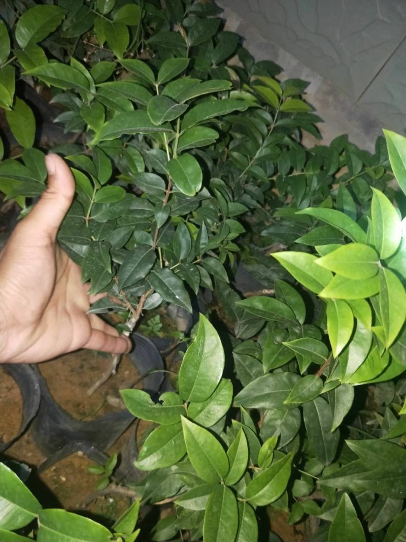 台湾引进艾斯卡嫁接树葡萄苗嘉宝果苗