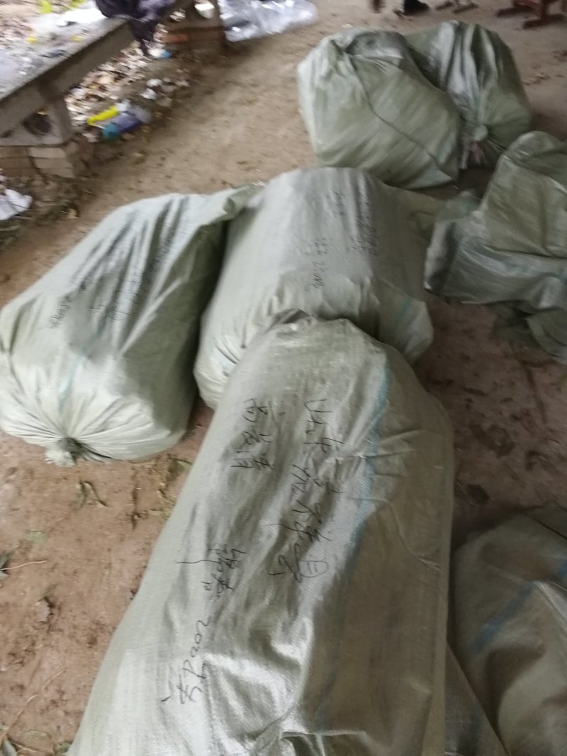 秋甜桃苗个大晚熟脆甜基地发货保湿邮寄提供技术
