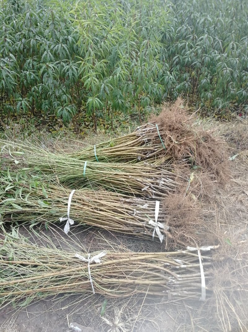 秋甜桃苗个大晚熟脆甜基地发货保湿邮寄提供技术