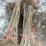 好吃的矮化吉塞车厘子苗大樱桃苗基地发货保湿邮寄签订合同