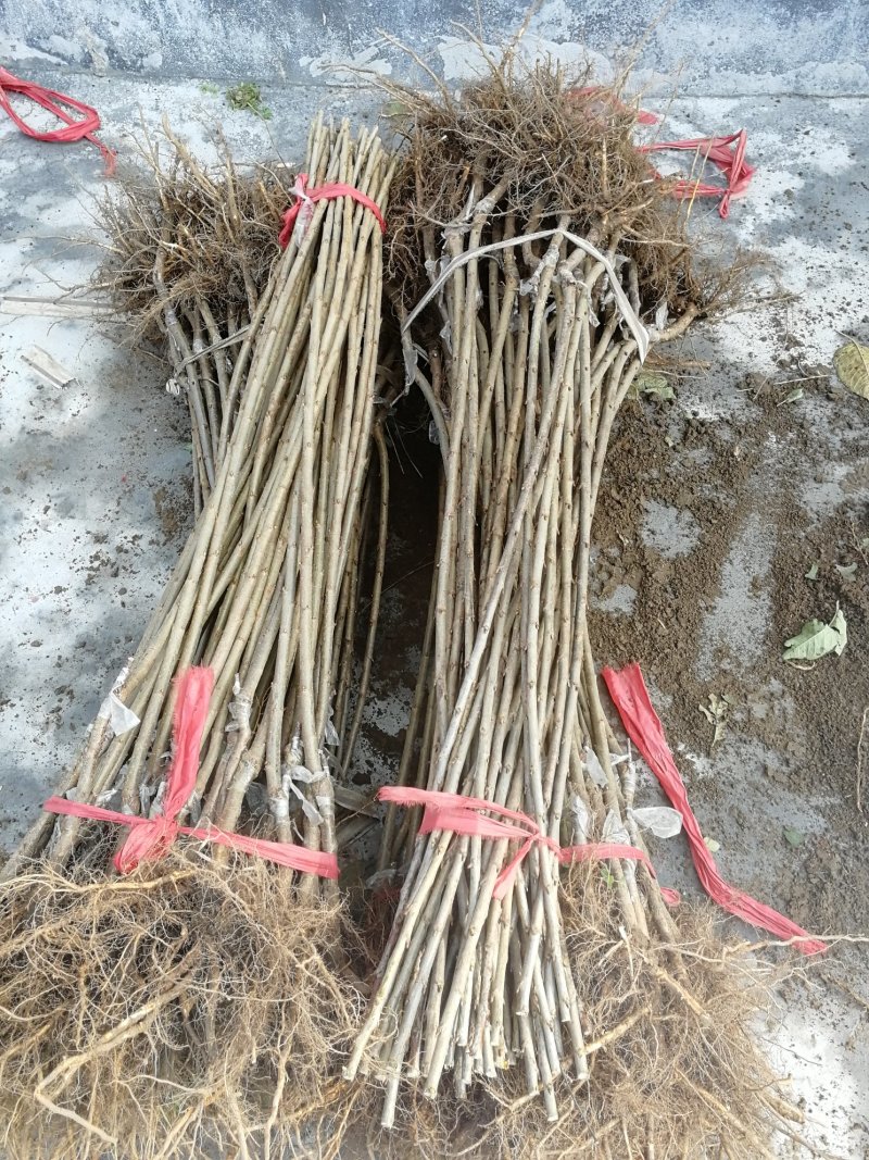 好吃的矮化吉塞车厘子苗大樱桃苗基地发货保湿邮寄签订合同