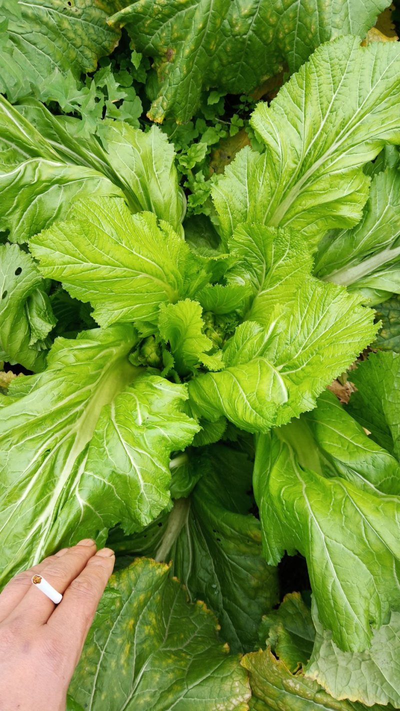 大量儿菜有需要的打电话联系。