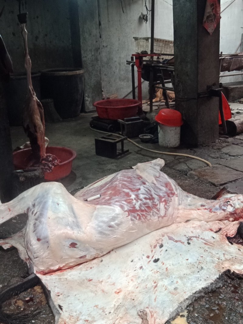 现杀活驴肉
