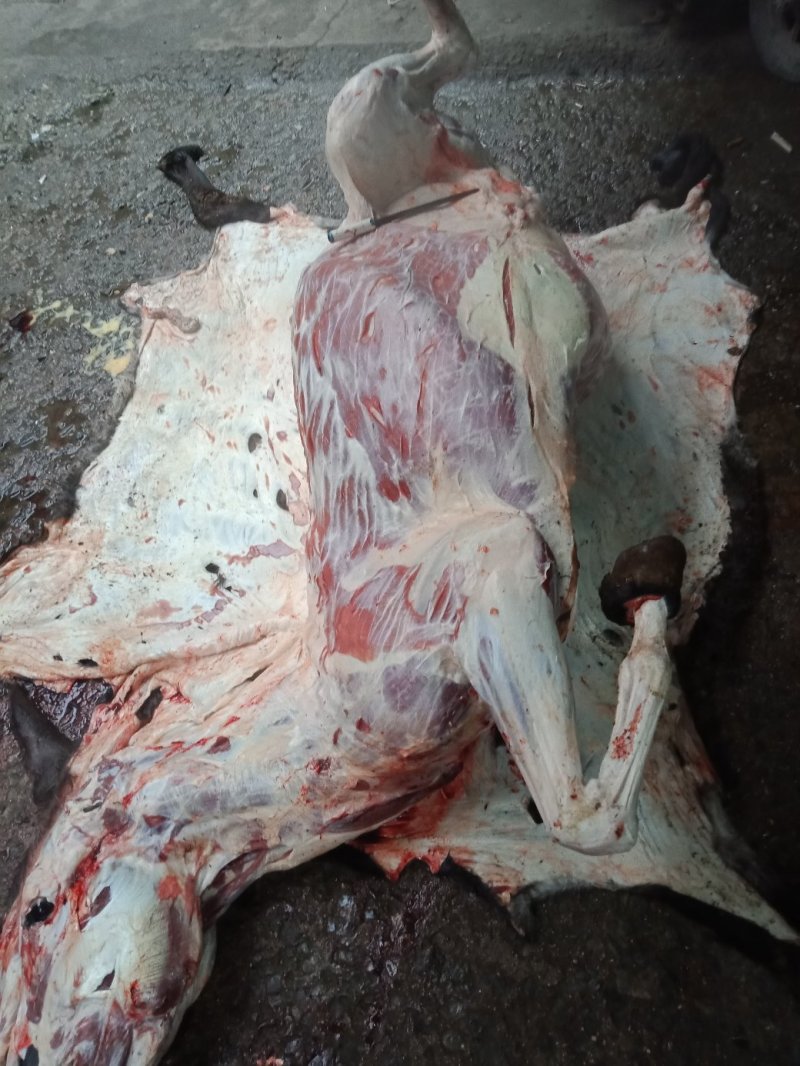 现杀活驴肉