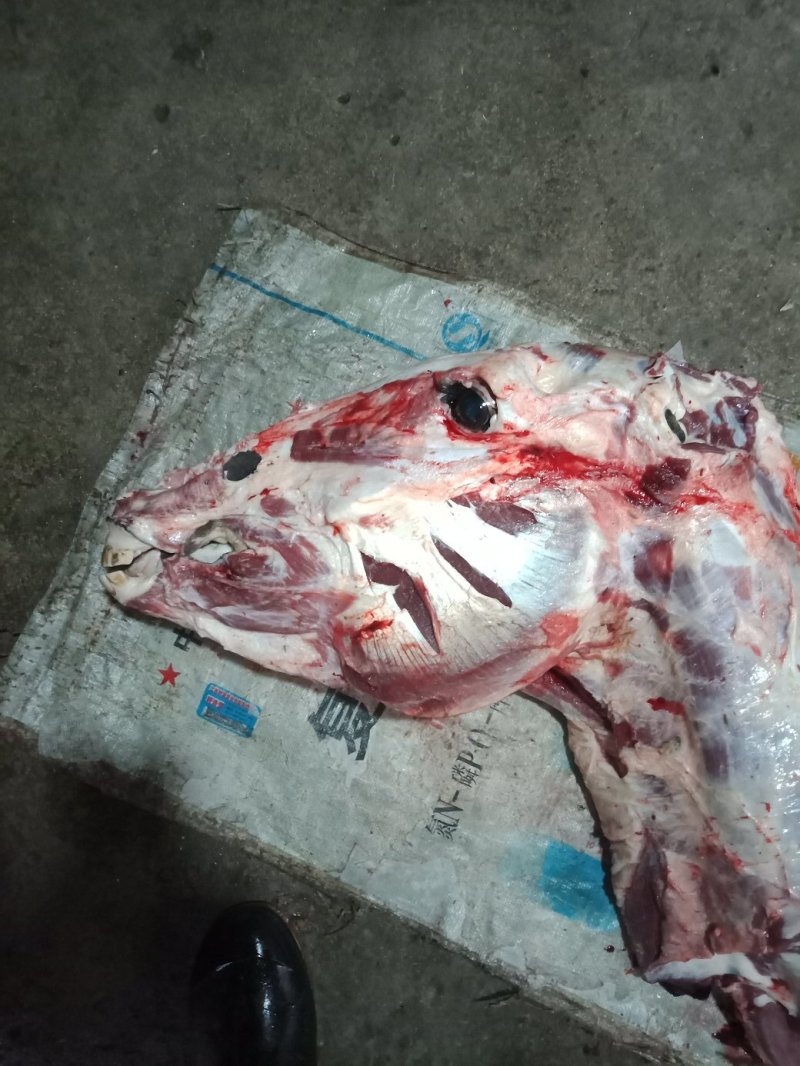 现杀活驴肉