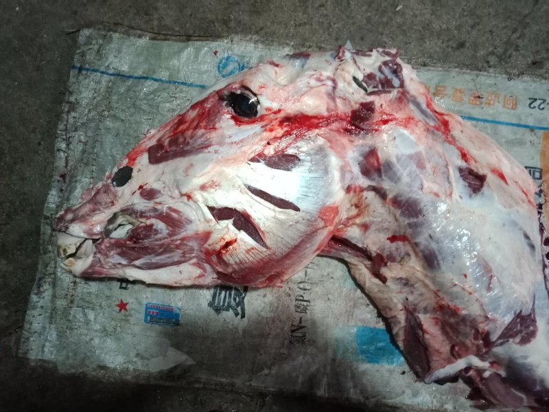 现杀活驴肉