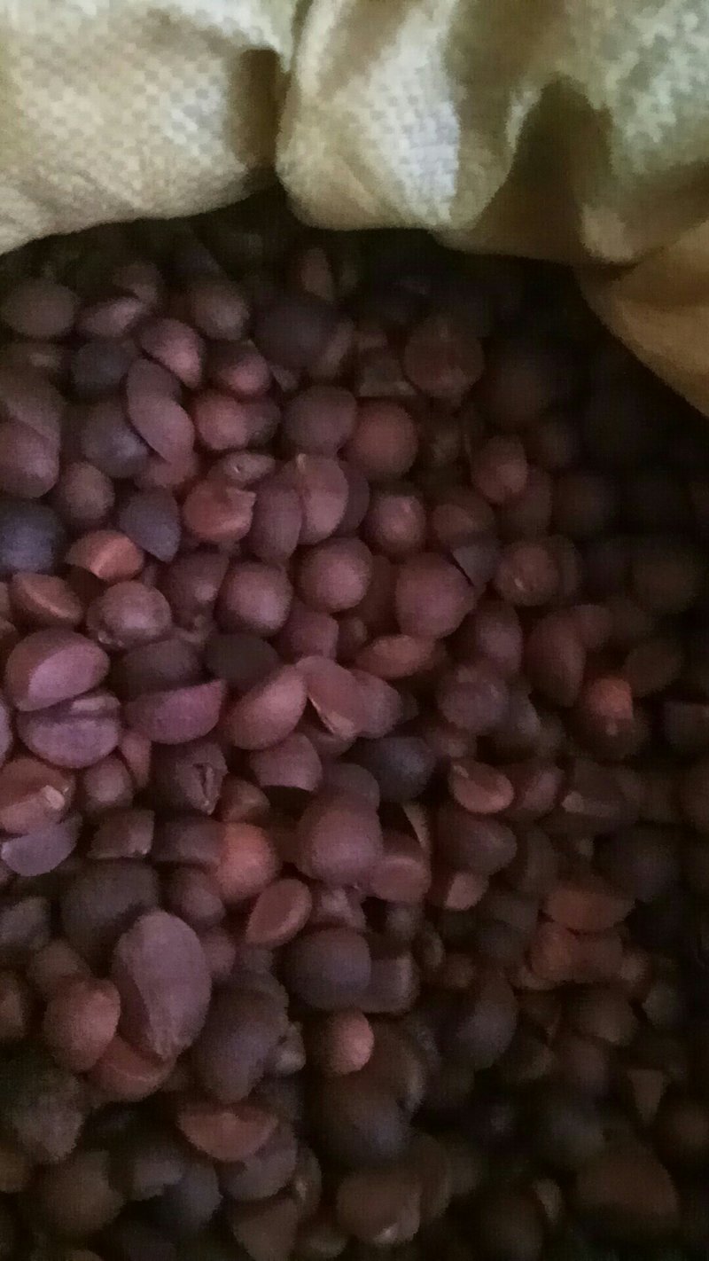 油茶苗木荷苗营养杯木荷苗杉树苗出售