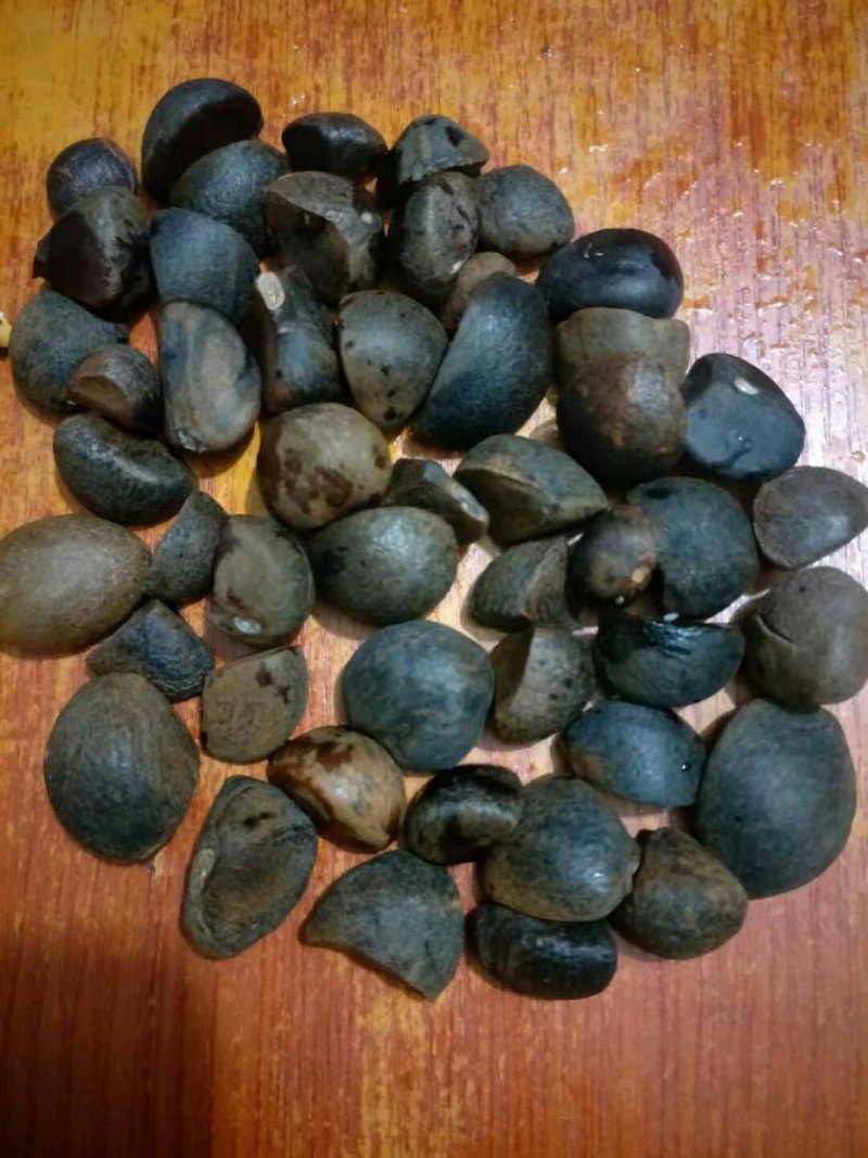 油茶苗木荷苗营养杯木荷苗杉树苗出售