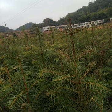 油茶苗木荷苗营养杯木荷苗杉树苗出售