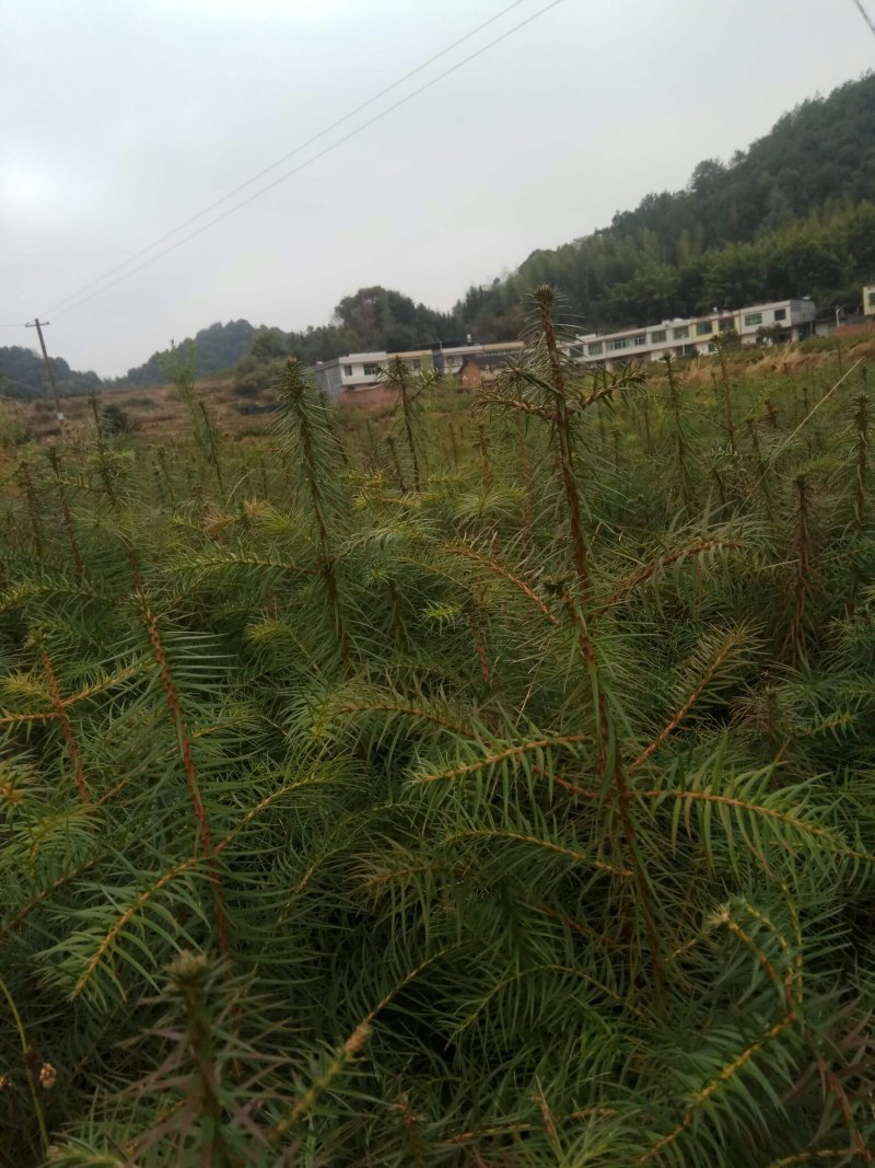 油茶苗木荷苗营养杯木荷苗杉树苗出售