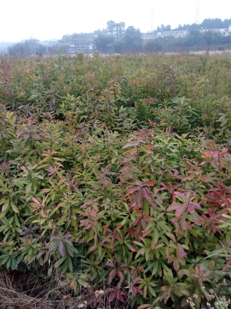 油茶苗木荷苗营养杯木荷苗杉树苗出售