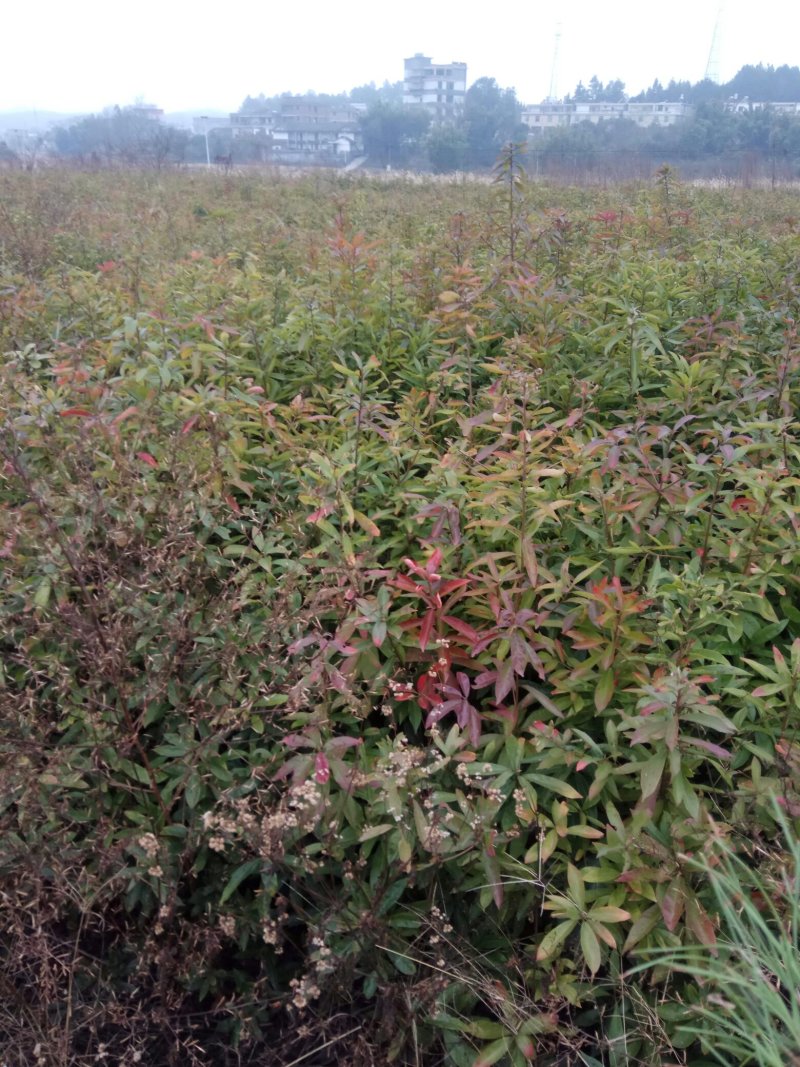 油茶苗木荷苗营养杯木荷苗杉树苗出售