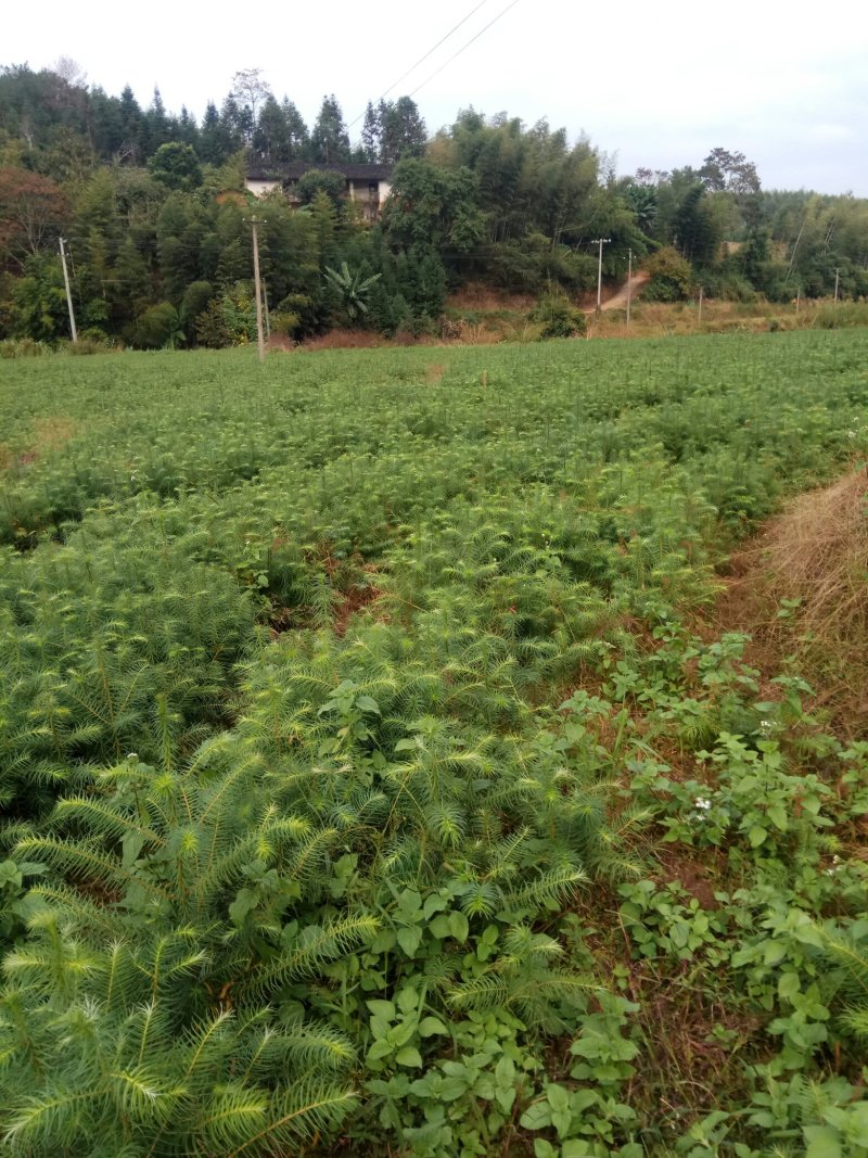 油茶苗木荷苗营养杯木荷苗杉树苗出售