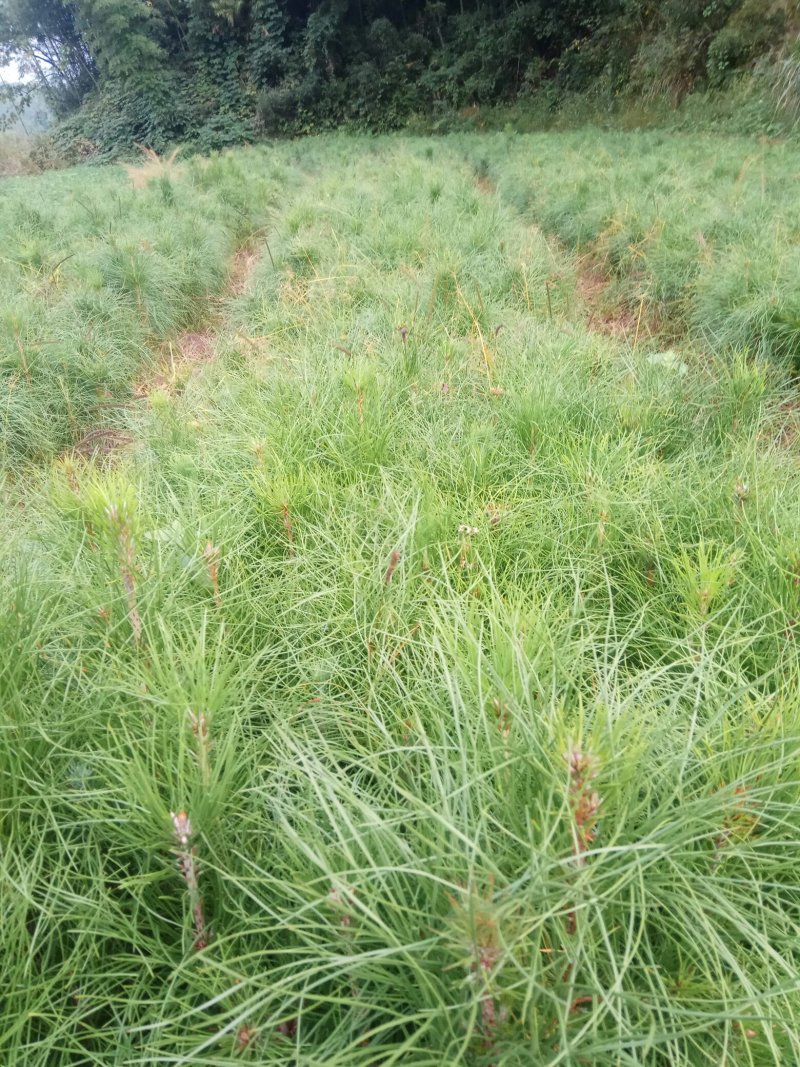 油茶苗木荷苗营养杯木荷苗杉树苗出售
