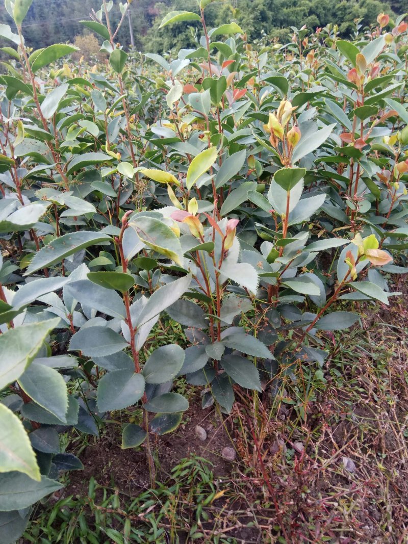 油茶苗木荷苗营养杯木荷苗杉树苗出售