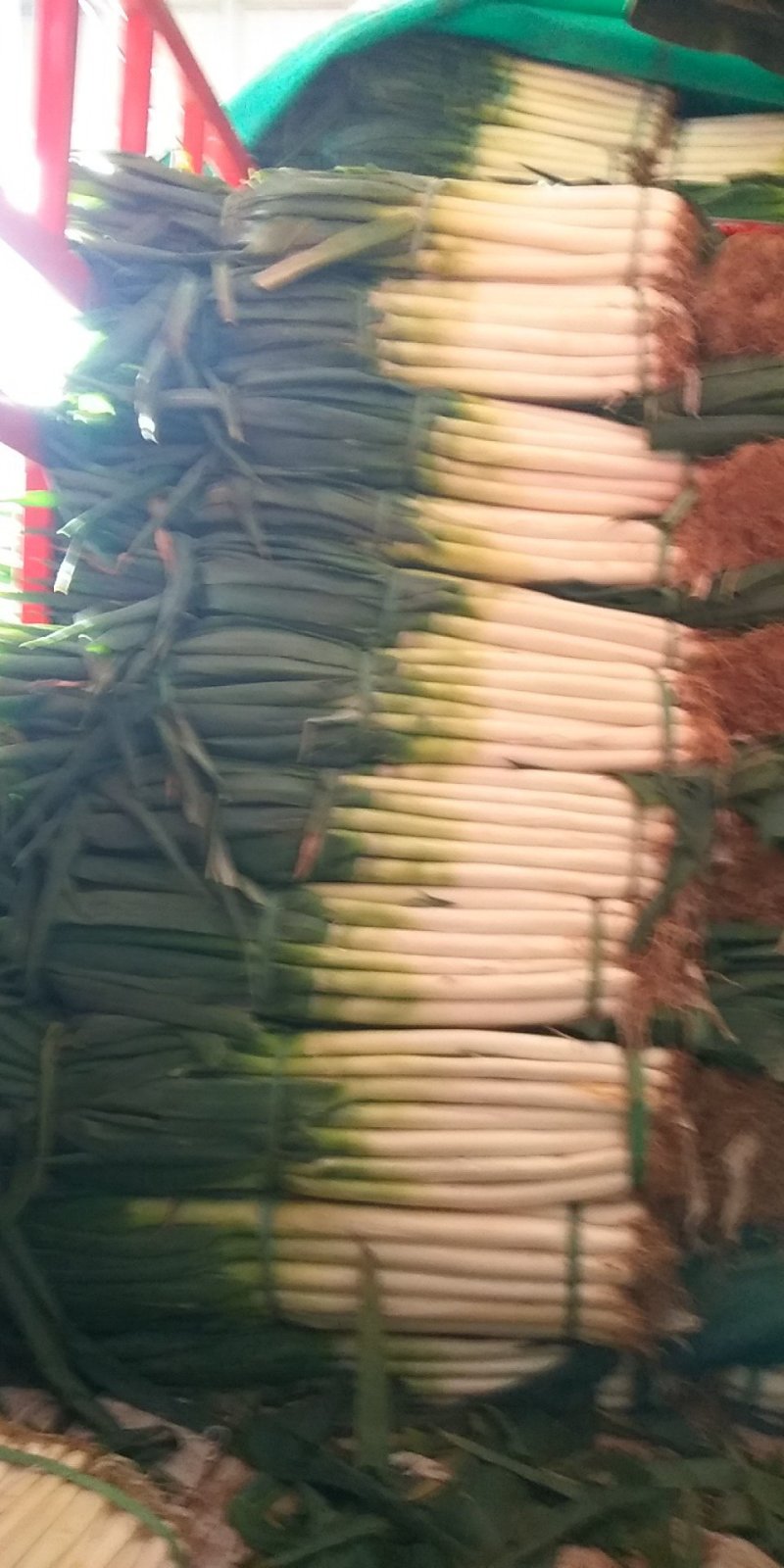 精品大葱净葱产地大量供应
