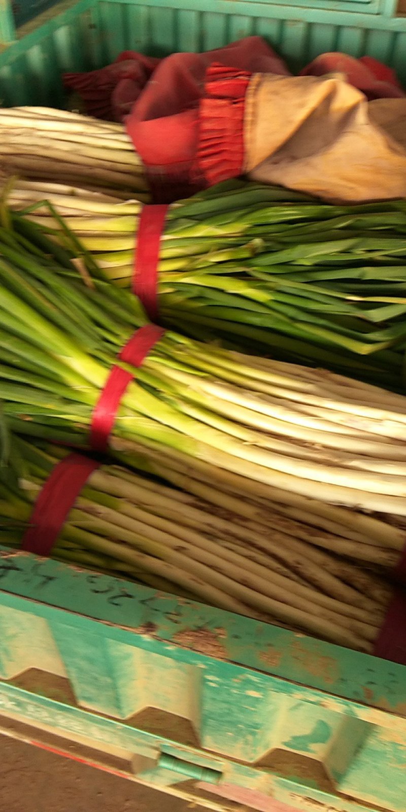 精品大葱净葱产地大量供应
