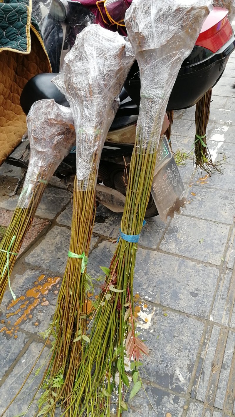 供应广西香椿苗红芽香椿树苗菜木芽树苗包邮