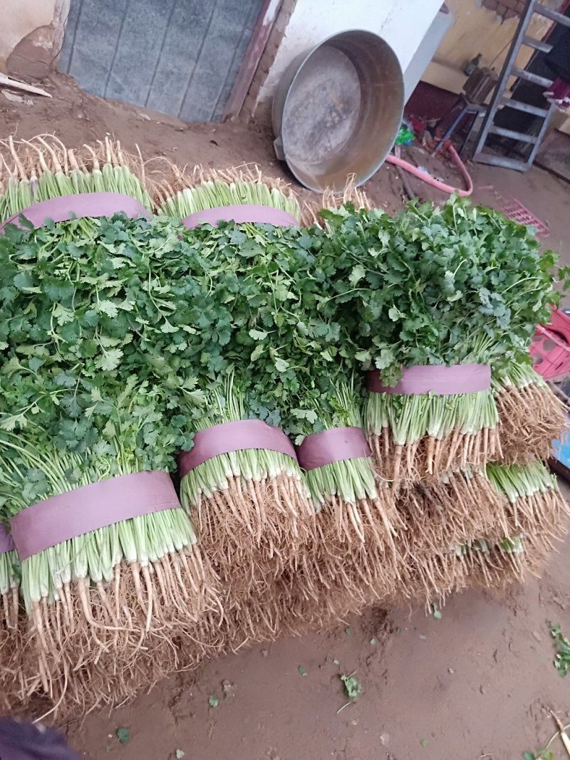 优质香菜大量上市中，发往全国各地，欢迎致电咨询。