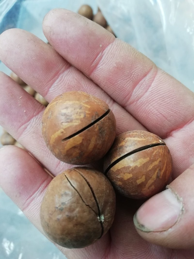 包邮一手货源质量保证，包退包换进口开口夏威夷果