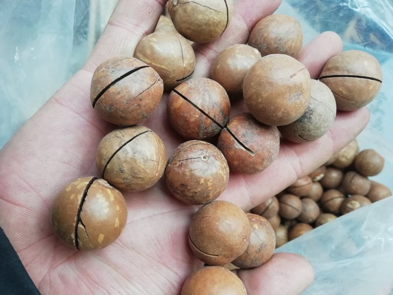 包邮一手货源质量保证，包退包换进口开口夏威夷果