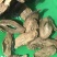 牛蒡茶1斤包邮