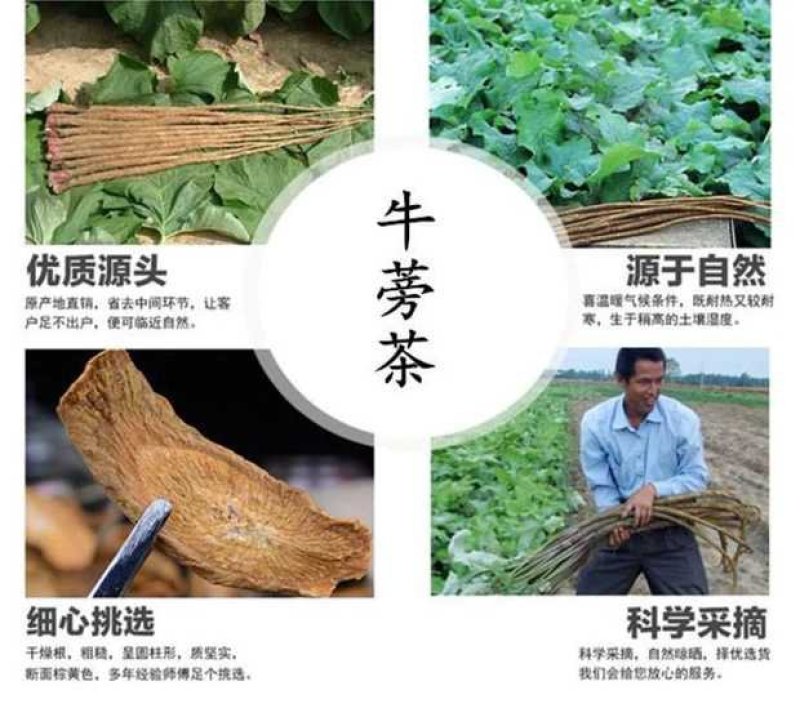 牛蒡茶1斤包邮