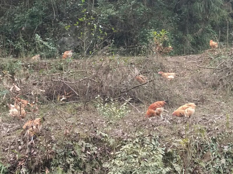 出售散养土鸡，通货二百多只