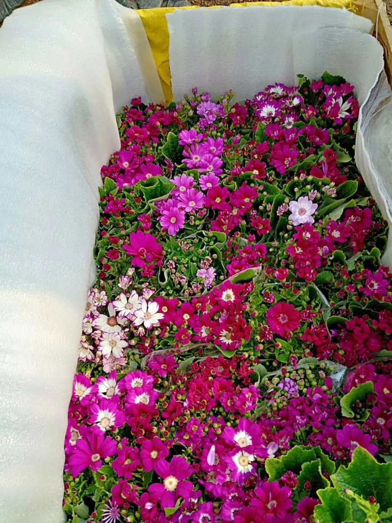 瓜叶菊