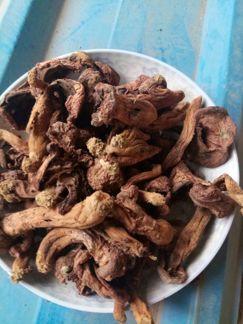 【精品】食用菌红蘑，松菇条子串子大量有货欢迎老板咨询