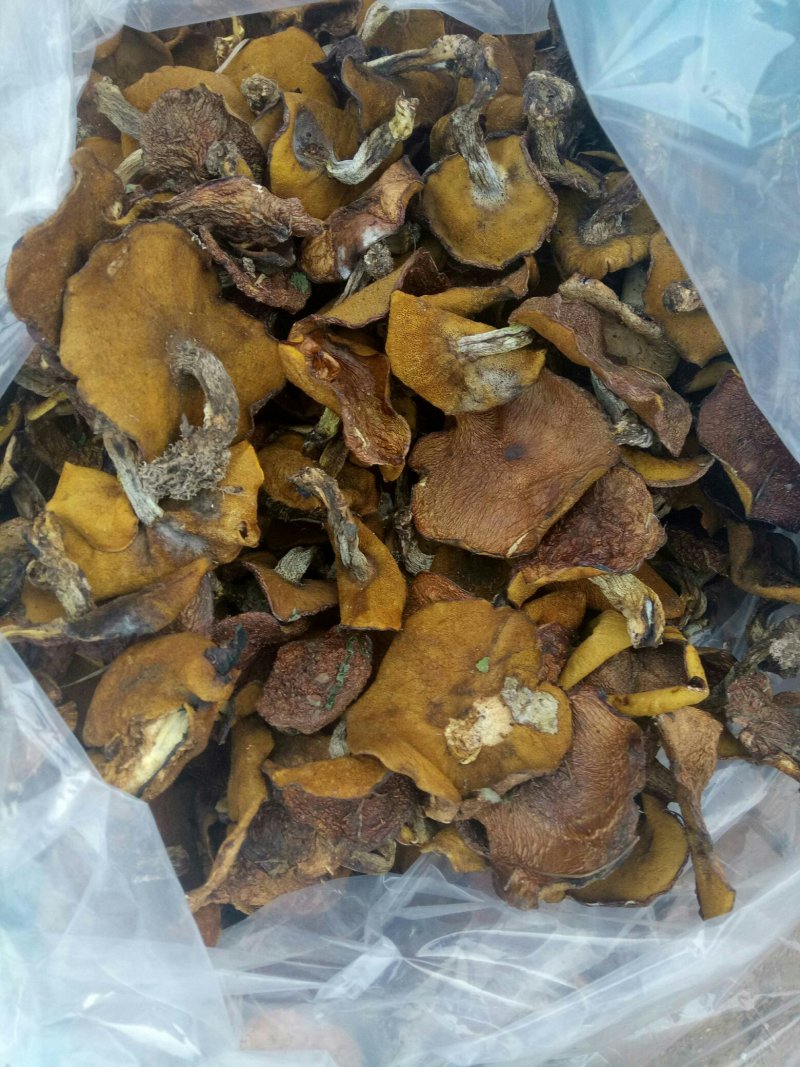 【精品】食用菌红蘑，松菇条子串子大量有货欢迎老板咨询