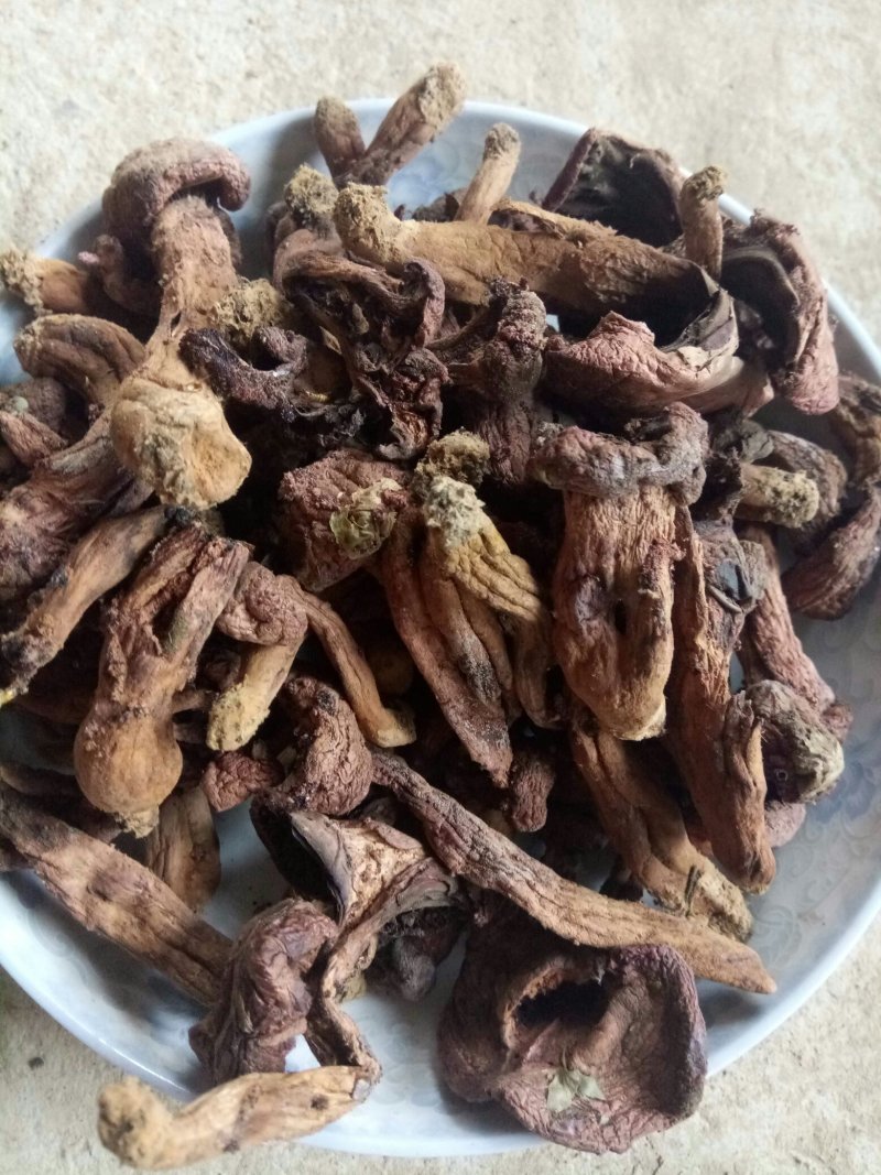 【精品】食用菌红蘑，松菇条子串子大量有货欢迎老板咨询