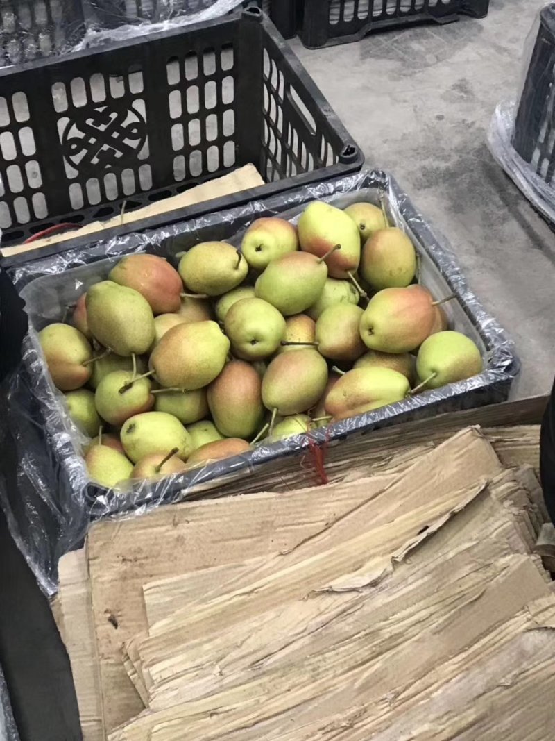 红香酥梨陕西大荔香梨价格，陕西红香酥梨价格欢迎咨询可视频