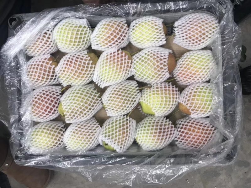 红香酥梨陕西大荔香梨价格，陕西红香酥梨价格欢迎咨询可视频