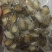 大连鲍鱼
