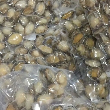 大连鲍鱼