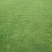 马尼拉草皮基地