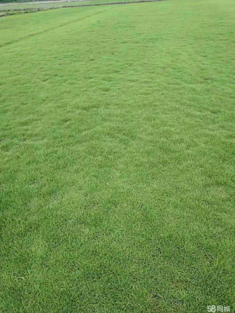 马尼拉草皮基地