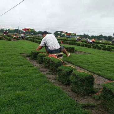 马尼拉草皮基地