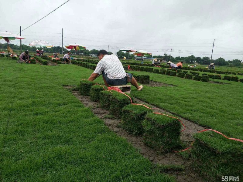 马尼拉草皮基地
