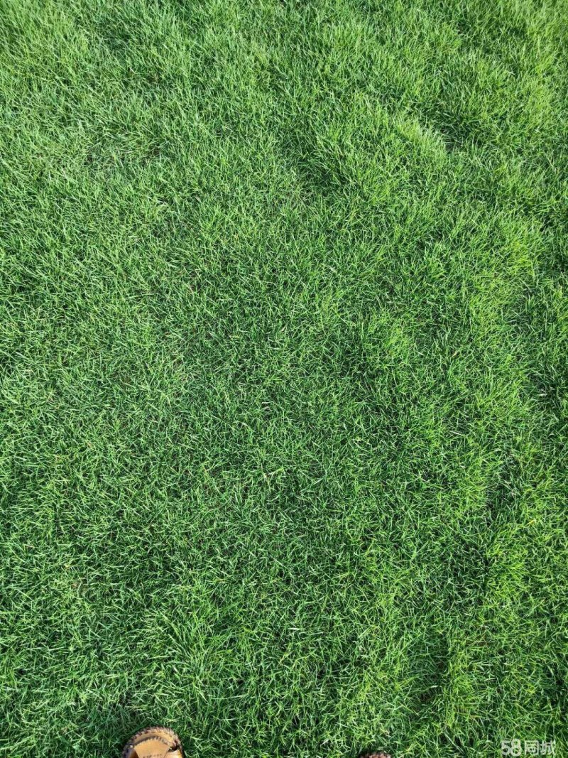 马尼拉草皮基地