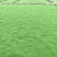 马尼拉草皮基地