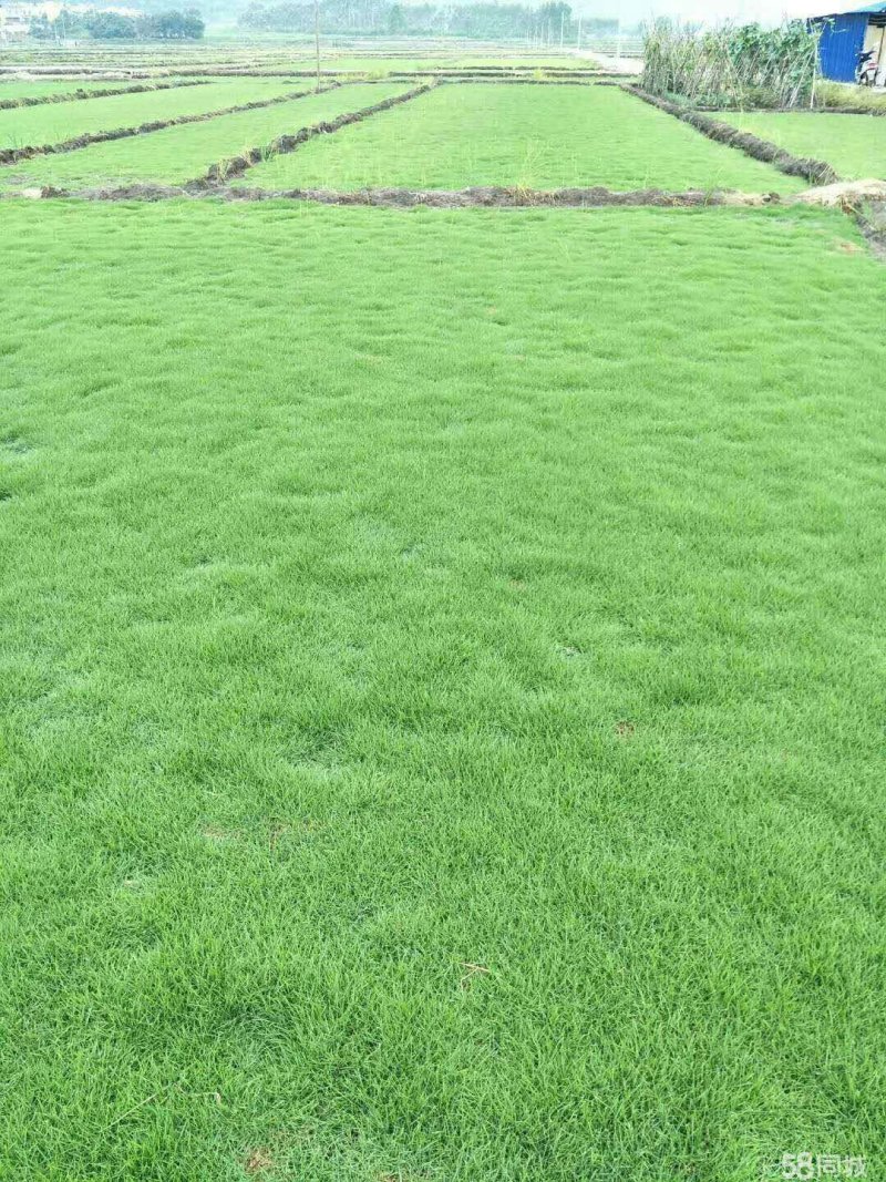 马尼拉草皮基地