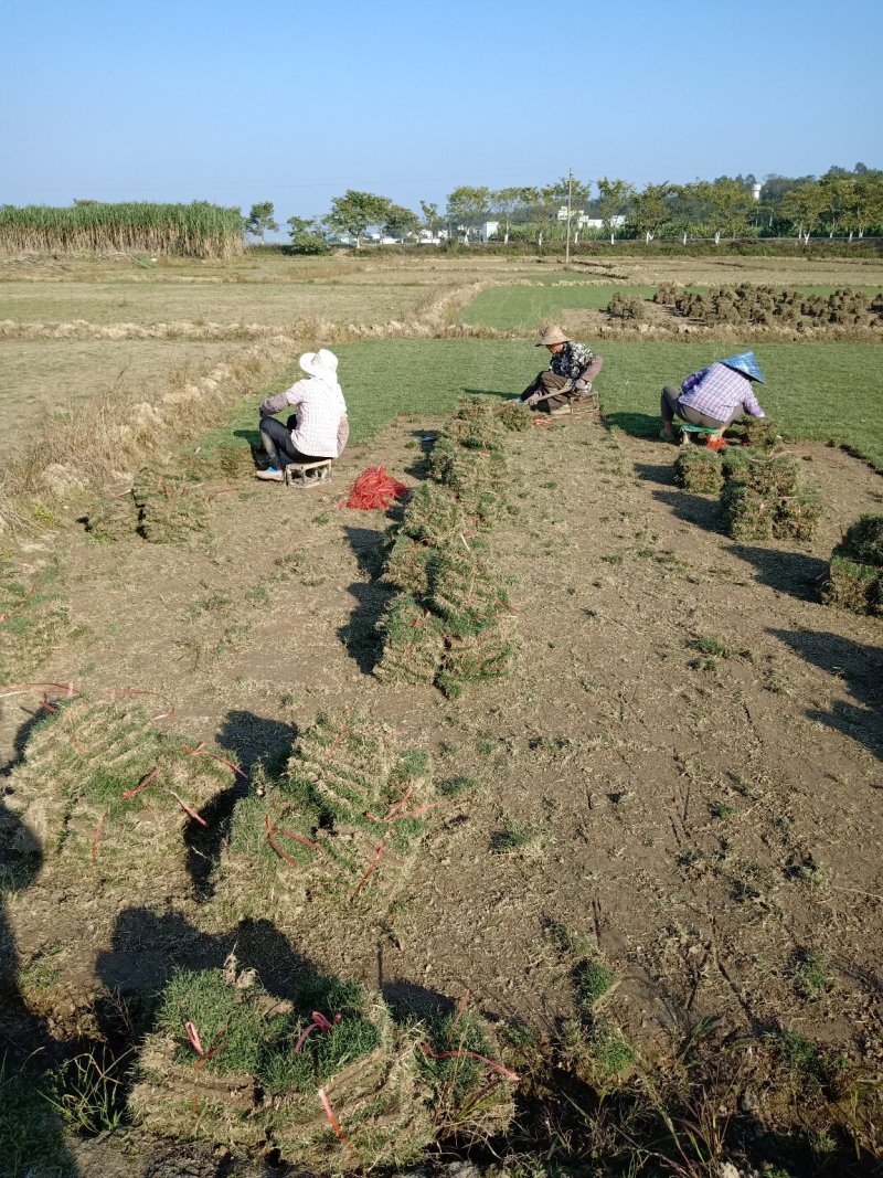马尼拉草皮基地