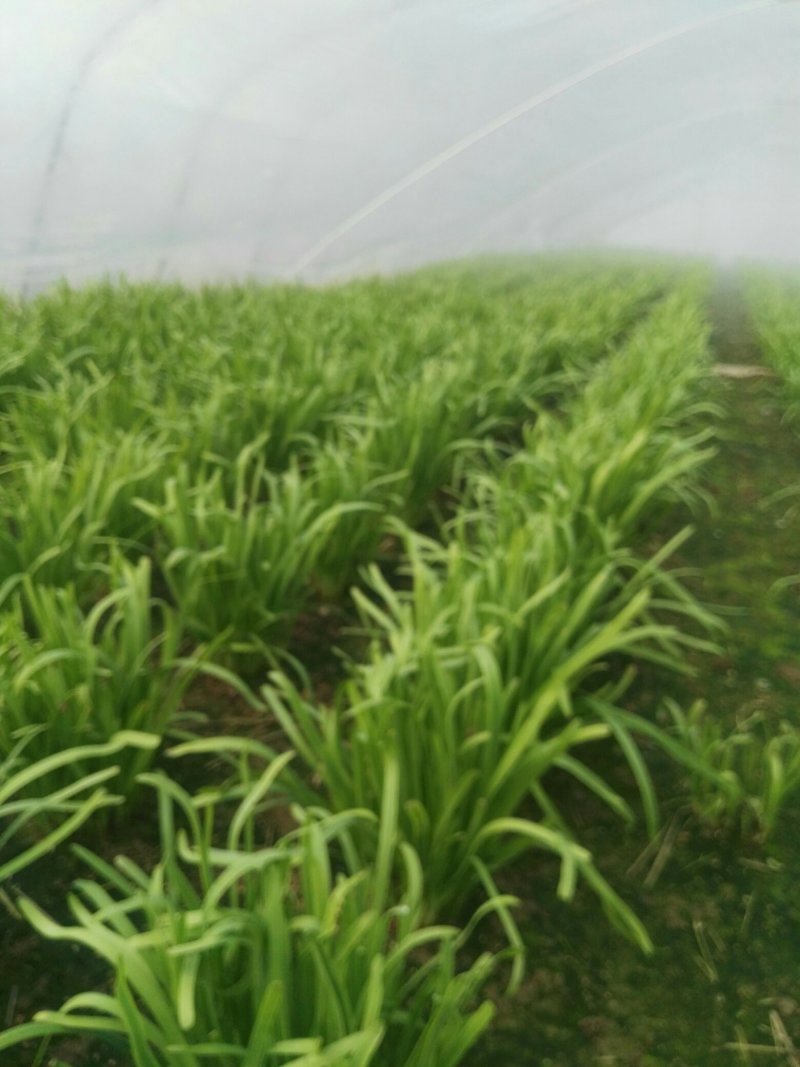 露天韭菜，质量好