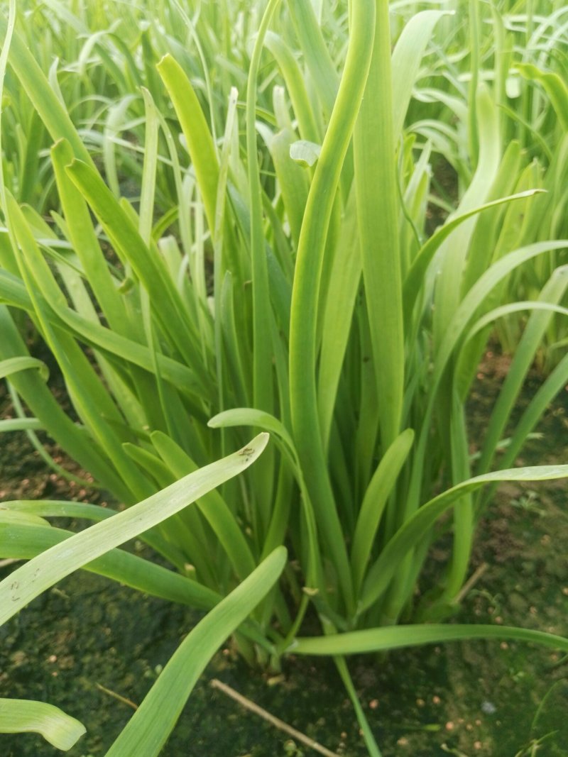 露天韭菜，质量好