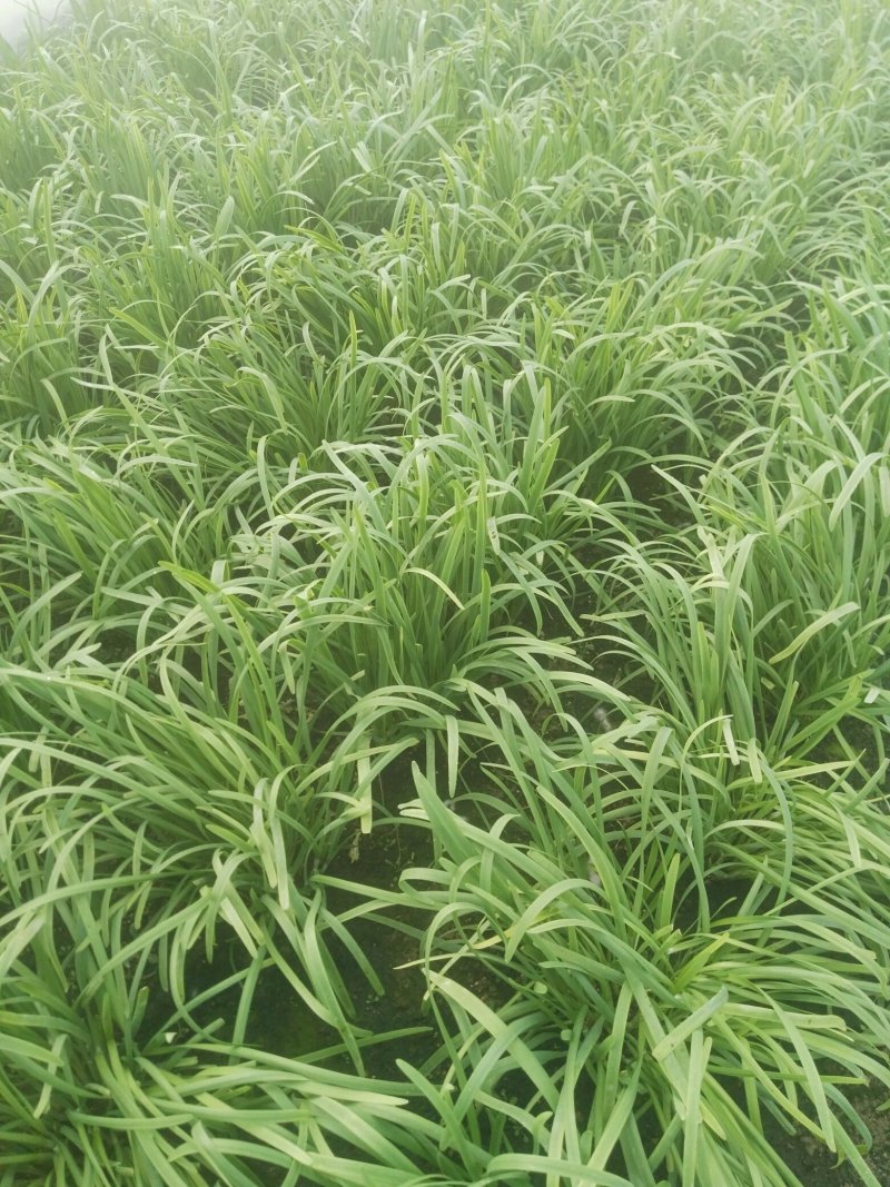 露天韭菜，质量好
