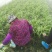 露天韭菜，质量好