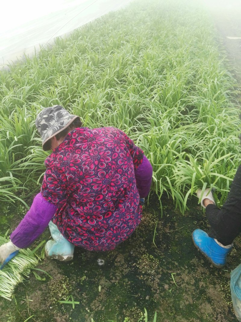 露天韭菜，质量好